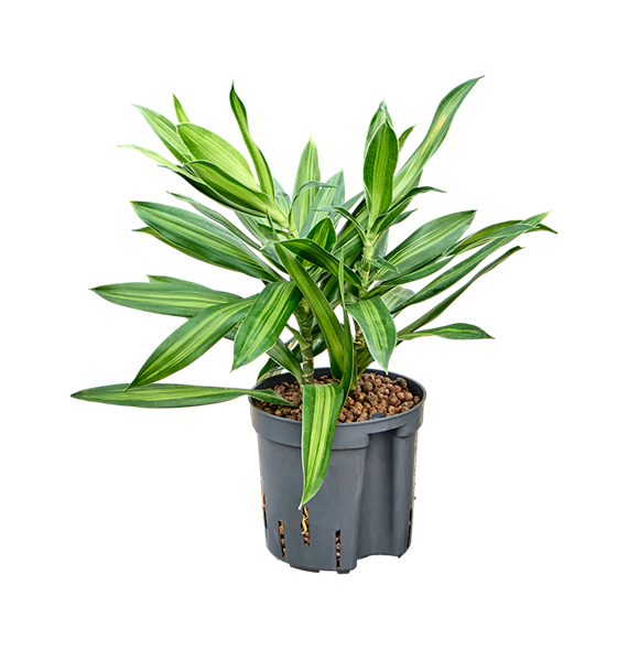 Pleomele (Dracena) reflexa 'Song of Jamaica' 2PLSJ2T10