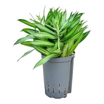 Pleomele (Dracena) reflexa 'Song of Jamaica' 1PLSJBP10