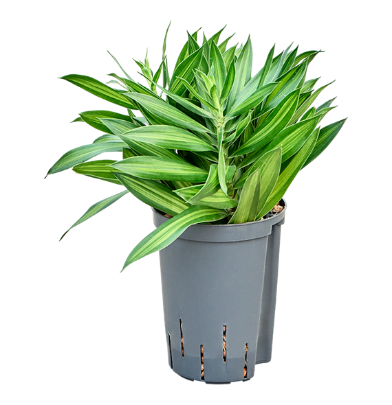 Pleomele (Dracena) reflexa 'Song of Jamaica' 1PLSJBP10