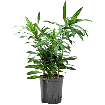 Pleomele (Dracena) reflexa 'Song of Jamaica' 1PLSJBP18