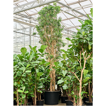 Pleomele (Dracena) reflexa 'Song of Jamaica' 4PLSJV600