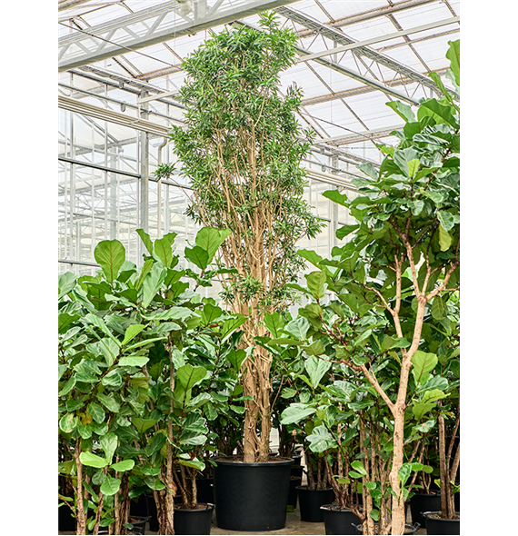 Pleomele (Dracena) reflexa 'Song of Jamaica' 4PLSJV600
