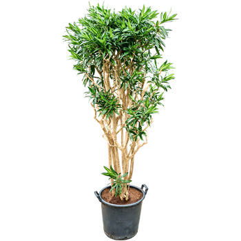 Pleomele (Dracena) reflexa 'Song of Jamaica' 4PLSJV045