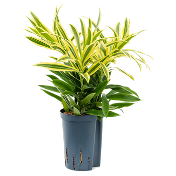 Pleomele (Dracena) reflexa 'Song of Sri Lanka' 1PLSS2T10