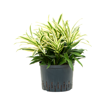 Pleomele (Dracena) reflexa 'Song of Sri Lanka' 1PLSS6T25