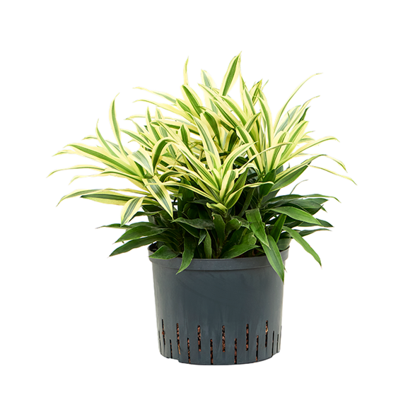 Pleomele (Dracena) reflexa 'Song of Sri Lanka' 1PLSS6T25