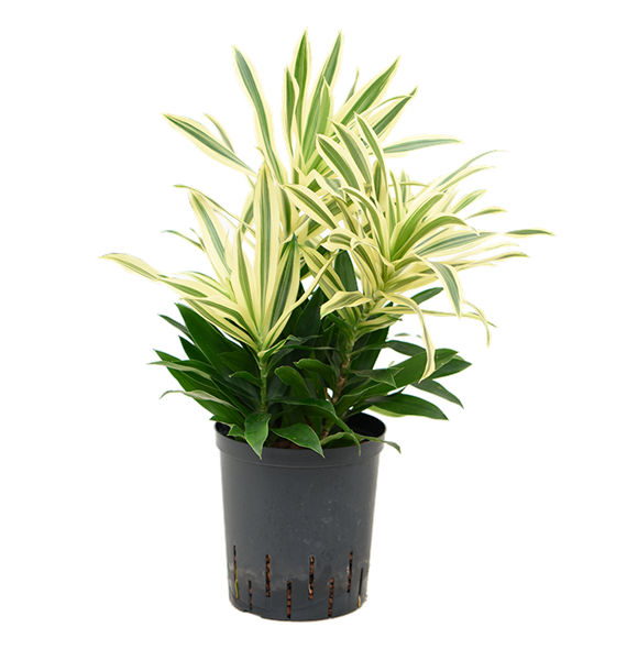 Pleomele (Dracena) reflexa 'Song of Sri Lanka' 1PLSS4T18
