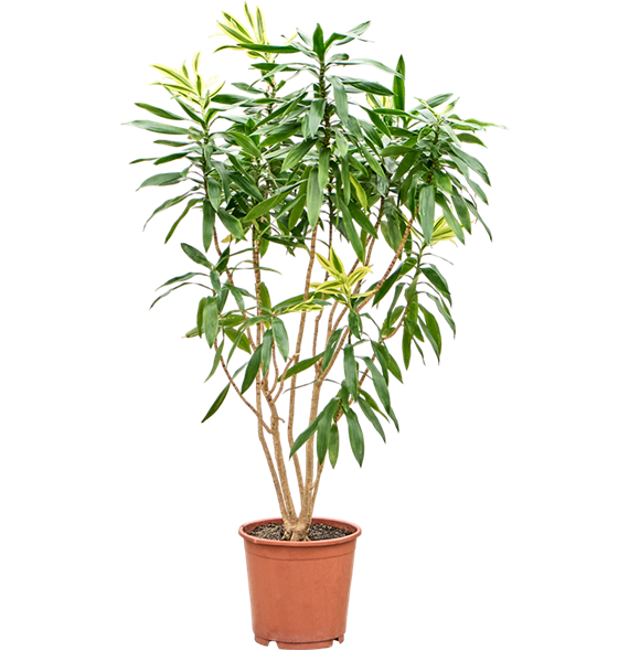 Pleomele (Dracena) reflexa 'Song of Sri Lanka' 4PLSSVT24