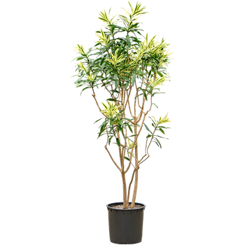 Pleomele (Dracena) reflexa 'Song of Sri Lanka' 4PLSSVT34
