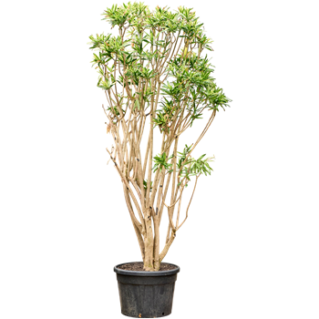 Pleomele (Dracena) reflexa 'Song of Sri Lanka' (350-400) 4PLSSVT71