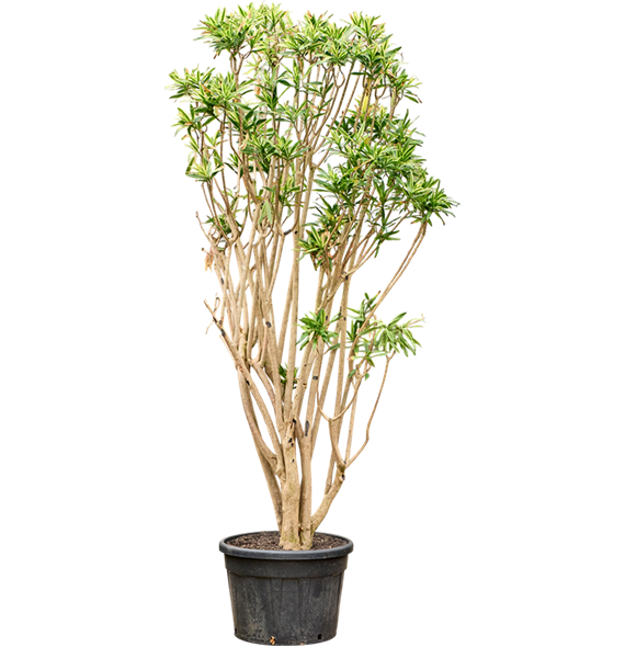 Pleomele (Dracena) reflexa 'Song of Sri Lanka' (350-400) 4PLSSVT71
