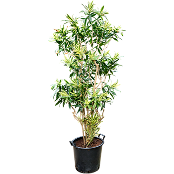Pleomele (Dracena) reflexa 'Song of Sri Lanka' 4PLSSV048