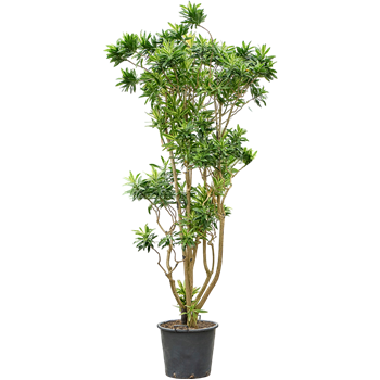 Pleomele (Dracena) reflexa 'Song of Sri Lanka' (240-300) 4PLSSVT61
