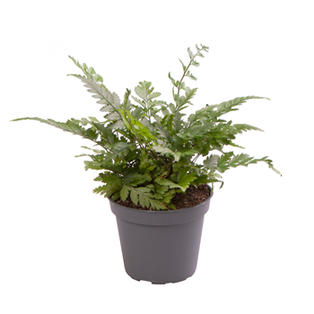 Polystichum tsussimense F00001061