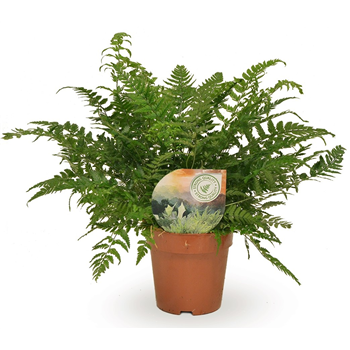 Polystichum tsussimense F00001790