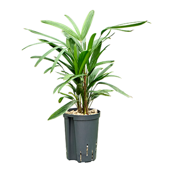 Rhapis excelsa 1RHEXTU12