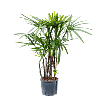 Rhapis excelsa 1RHEXTU22