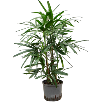Rhapis excelsa 1RHEXTU27