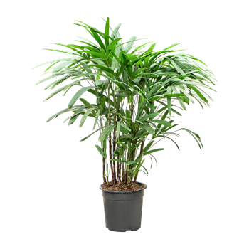 Rhapis excelsa 4RHEXB016