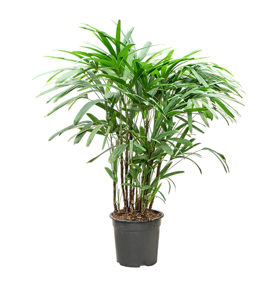 Rhapis excelsa 4RHEXB016