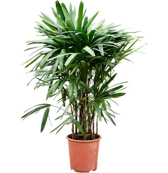 Rhapis excelsa 4RHEXB027