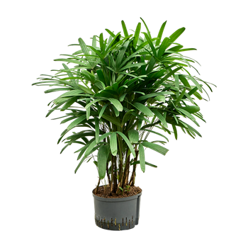 Rhapis excelsa 1RHEXTU16