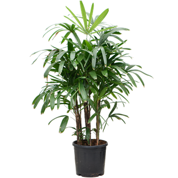 Rhapis excelsa 4RHEXB034