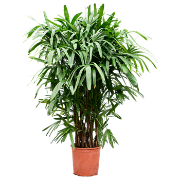Rhapis excelsa 4RHEXB030