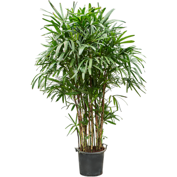 Rhapis excelsa 4RHEXB035