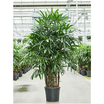 Rhapis excelsa 4RHEXBU59