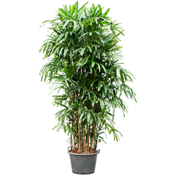 Rhapis excelsa 4RHEXB037