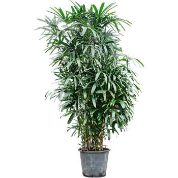 Rhapis excelsa 4RHEXB060