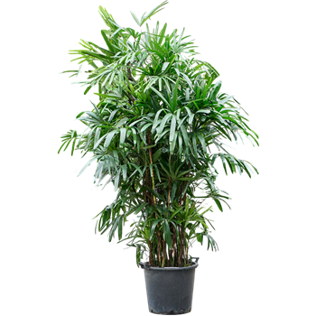 Rhapis excelsa (260-280) 4RHEXB270