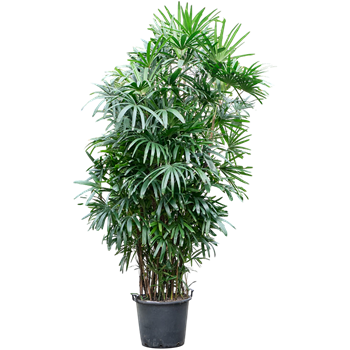Rhapis excelsa (300-330) 4RHEXB300