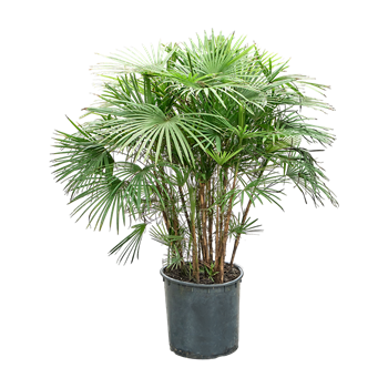 Rhapis multifida (110-140) 4RHMUBU01