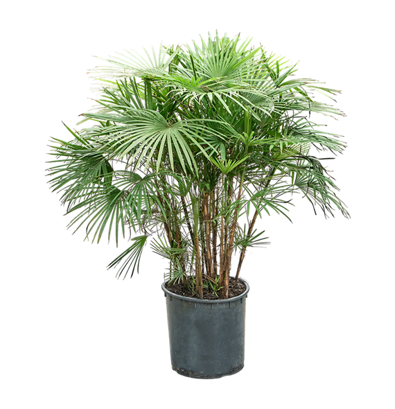 Rhapis multifida (110-140) 4RHMUBU01
