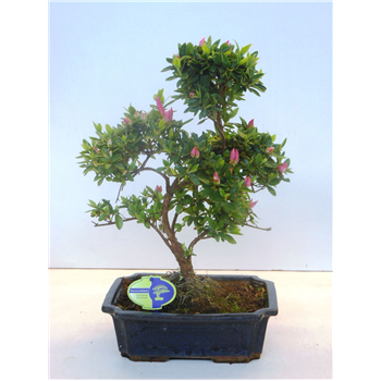 Rhododendron indicum F00007747