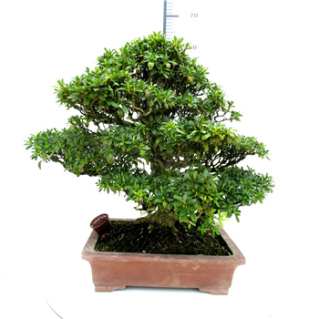 Rhododendron indicum F00007749