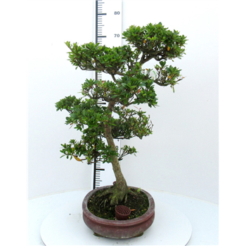Rhododendron indicum F00007748