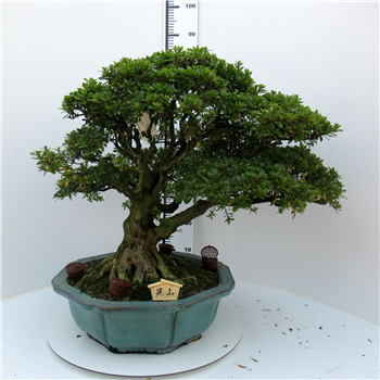 Rhododendron indicum F00007758