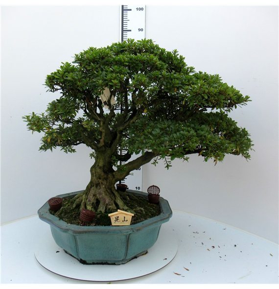 Rhododendron indicum F00007758