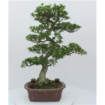 Rhododendron indicum F00007751