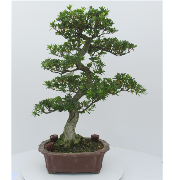 Rhododendron indicum F00007751