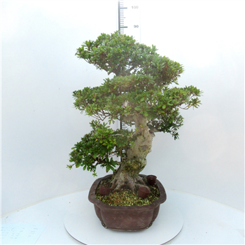 Rhododendron indicum F00007754