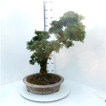 Rhododendron indicum F00007755
