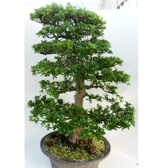 Rhododendron indicum F00007760