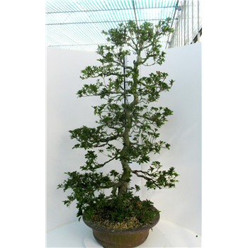 Rhododendron indicum F00007759