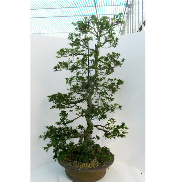 Rhododendron indicum F00007759