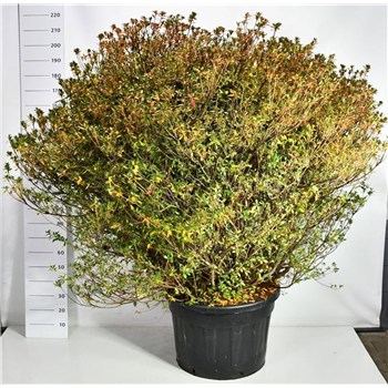 Rhododendron japonicum 'Aladdin Scout' F00006526