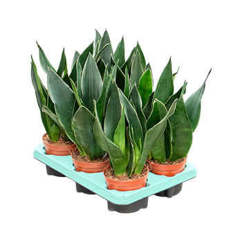 Taščin jezik - Taščin jezik - Sanseveria Black Diamond 6/tray F00000499